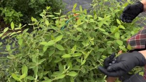 Жимолость Индиго Джем