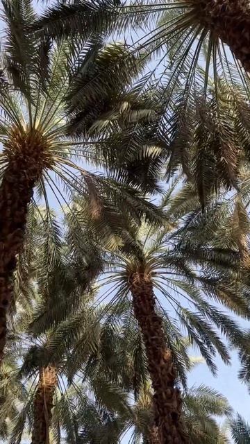 Финиковый сад халифа Усмана (р.а.), который кормит люде? смотреть онлайн