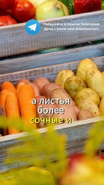Овощи просто сахарные после подкормки. Теперь пользую смотреть онлайн