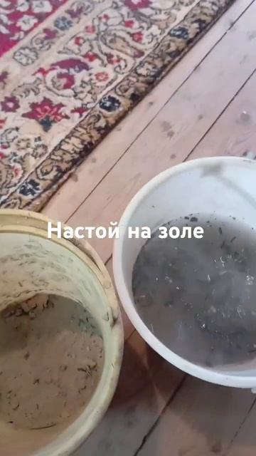 Делаю настой на золе. Буду опрыскивать клубнику #дача # смотреть онлайн