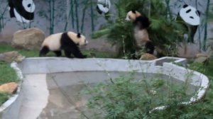 Юмор ! Забавные Панды!