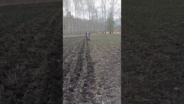 Обработка междурядий чеснока культиватором. смотреть онлайн