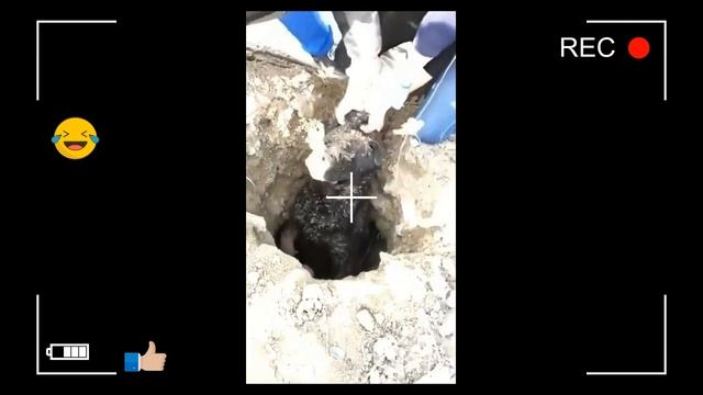 Лучшие приколы 2023 до слез - funny animals - funny video смотреть онлайн