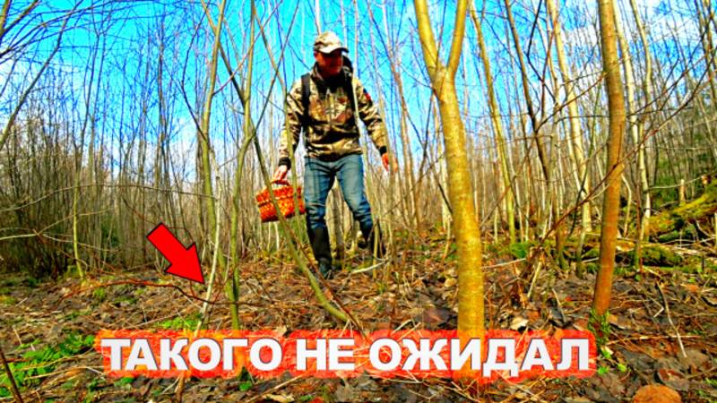 ГРИБНИК ЗАШЁЛ В ЛЕС НАШЁЛ ГРИБЫ ТАКОГО НЕ ОЖИДАЛ! Тихая охота, собрал и приготовил. Грибы 2025 смотреть онлайн