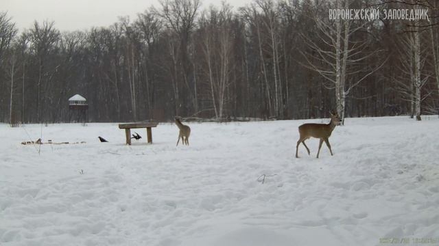 Кормушки в январе смотреть онлайн