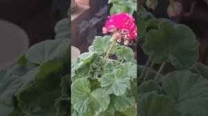 Пеларгония Ю-Кадриль