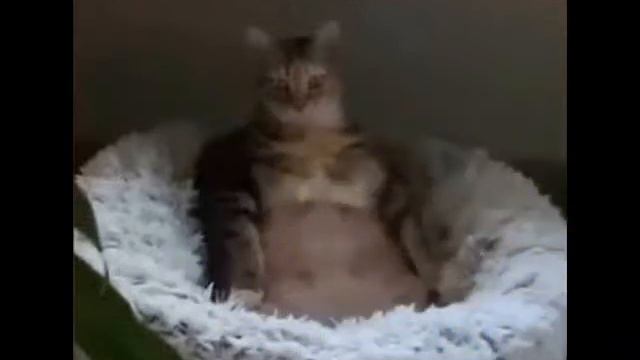 ***ПОЗДРАВЛЕНИЕ ОТ КОТОВ ЛЮБИМОМУ ХОЗЯИНУ! С ДНЁМ РОЖДЕНИЯ, ВАСЯ!!!*** смотреть онлайн