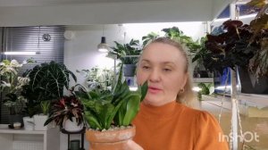 🍀ОБЗОР КОМНАТНЫХ РАСТЕНИЙ.Часть 4🍀