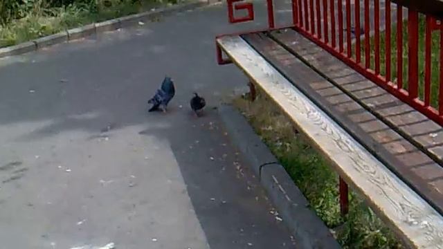 голубь жжет))).mp4 смотреть онлайн