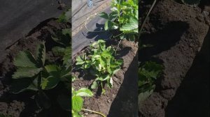 Удобен ли укрывной материал для клубники?