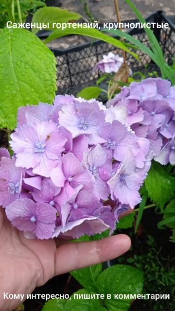 САЖЕНЦЫ КРУПНОЛИСТНЫЕ ГОРТЕНЗИИ смотреть онлайн
