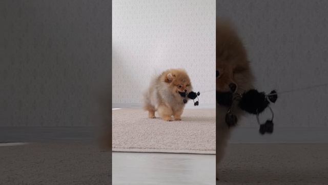 Счастливый малыш,  мальчик померанского шпица,  Стип Пом Честер 😇🐻🌞