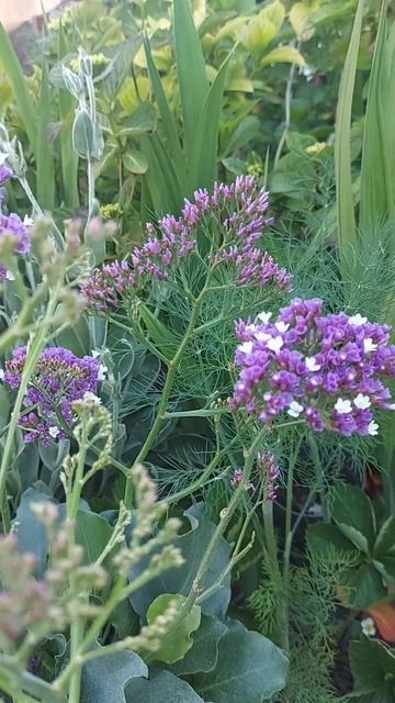 Широколистная морская лаванда (Limonium sinuatum) Salt Lake # Новин