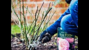 Чем подкормить розы ранней весной, чтобы они быстро ро