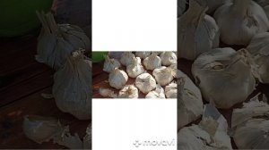 Какие есть нюансы при посадке деток чеснока рокамболь