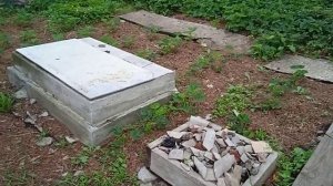 голубика на среднем Урале после заморозков