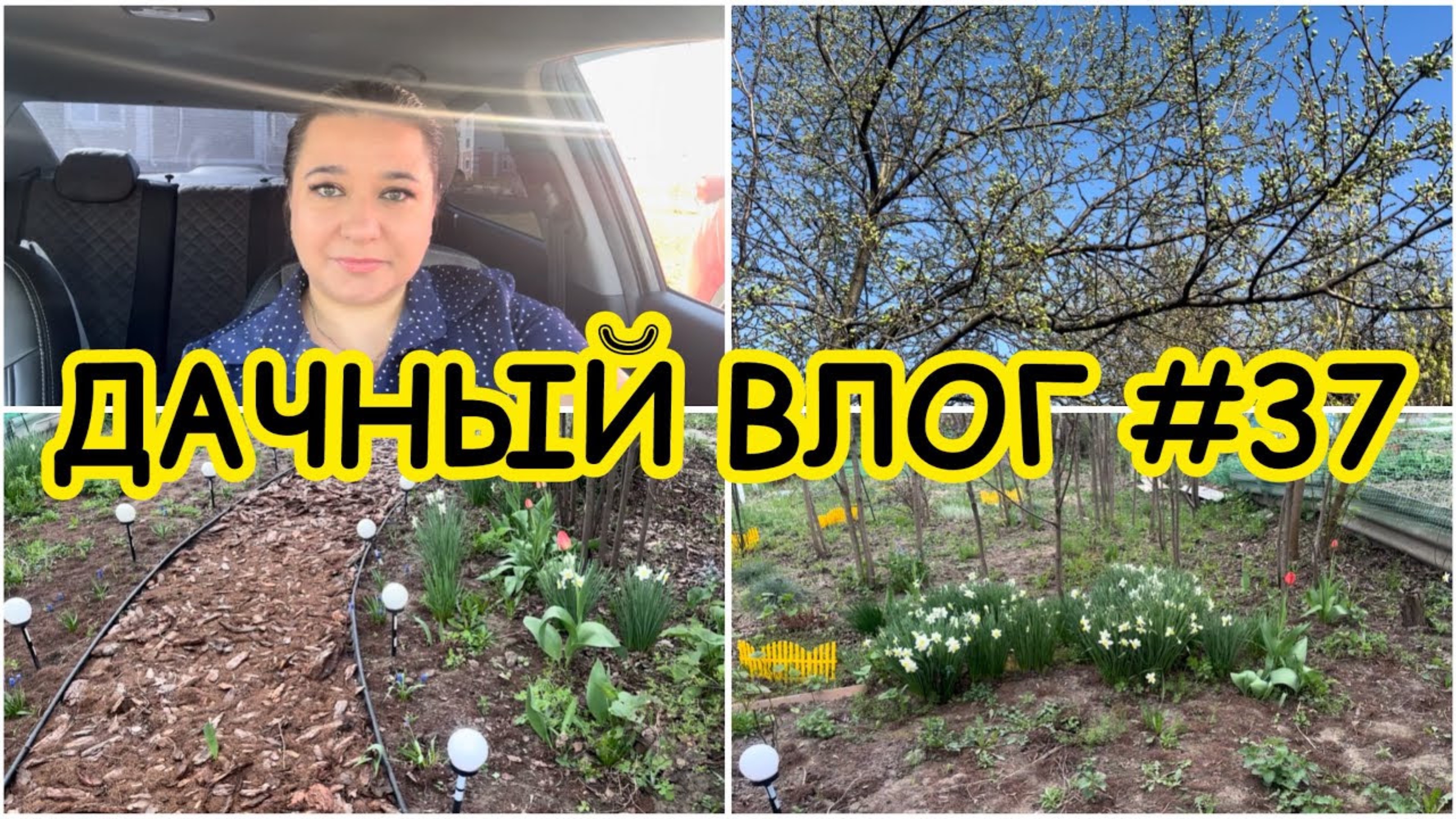🏡 ДАЧНЫЙ ВЛОГ #37: ПЕРВЫЕ РАБОТЫ В САДУ - ПРОПОЛКА И УБОРКА / ЦВЕТЕНИЕ НАРЦИССОВ ТЮЛЬПАНОВ МУСКАРИ смотреть онлайн