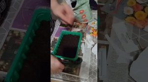 сажаем портулак на рассаду