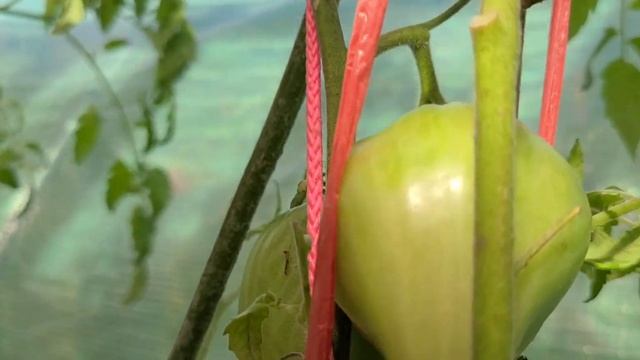 Томат БЕЛАЯ ВИШНЯ БИКОЛОР смотреть онлайн