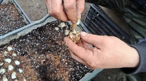 Как быстро размножить лилии.