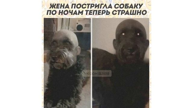 ✅ НАЛОПАЛСЯ ПИРОЖКОВ))) Приколы | Мемозг 980 смотреть онлайн