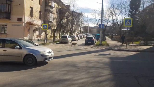 Севастопольский троллейбус на ЛАЗ Е183А1 №2033 до ул. Пожарова 13 февраля 2023г. смотреть онлайн