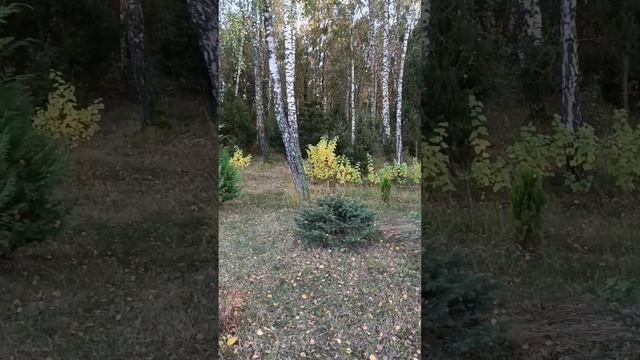 Загородная жизнь и перчатки от cartier. смотреть онлайн