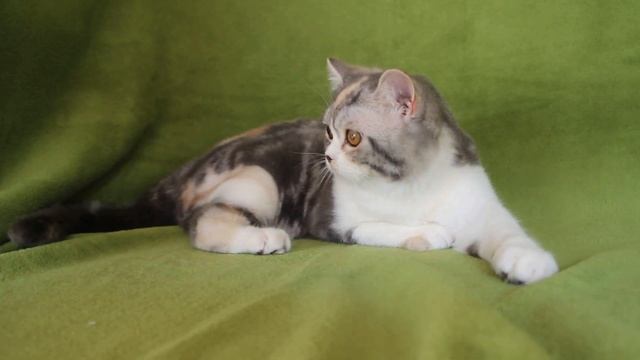 Скоттишь страйт девочка