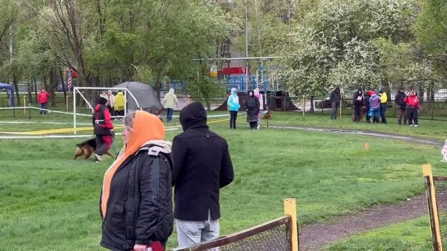 3 Отл. ЗЛАТОГОРА МАЙН ШТЕРН +++ №53 / КЧК САМАРА 27 апреля`25 И.Герлеман Моно немецких овчарок