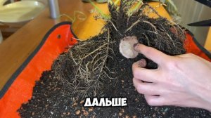 Пересадка крупномера: алоказия Регал Шилдс