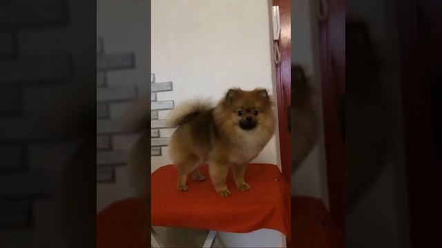 Стрижка шпица смотреть онлайн