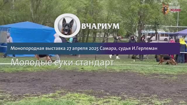 МОЛОДЫЕ СУКИ / КЧК САМАРА 27 апреля`25 И.Герлеман Моно немецких овчарок