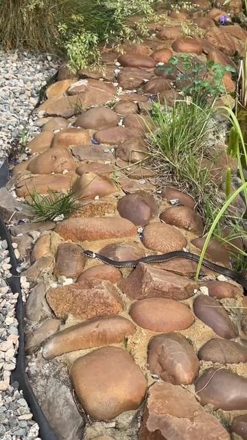 Змея живет в нашем дачном пруду! 😳 #дача #сад #shorts #shortvid смотреть онлайн