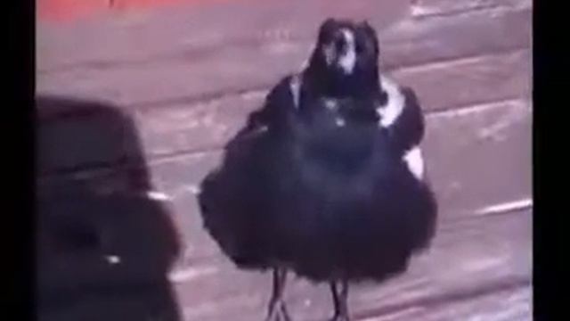 говорящая ворона смотреть онлайн