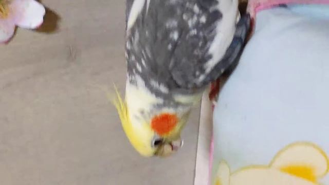 Смешной попугай корелла!Гучи играет! смотреть онлайн