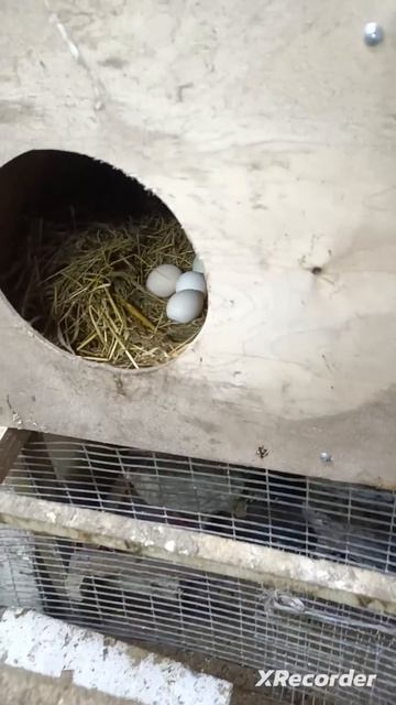 Морозы до -30. Приходится на ночь протапливать печь. 7 яи смотреть онлайн