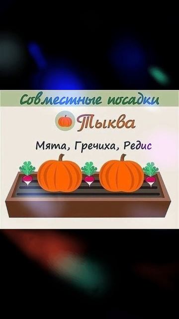 👩🌾 Совместные посадки овощей смотреть онлайн