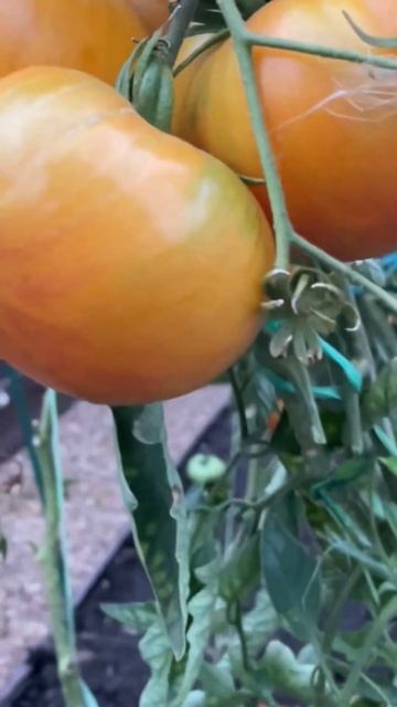 Самый вкусный и сладкий томат! смотреть онлайн