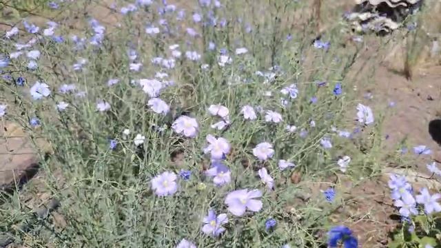 Наш сад цветы на 6, 05, 2025 год смотреть онлайн