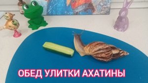 Обед улитки Ахатины