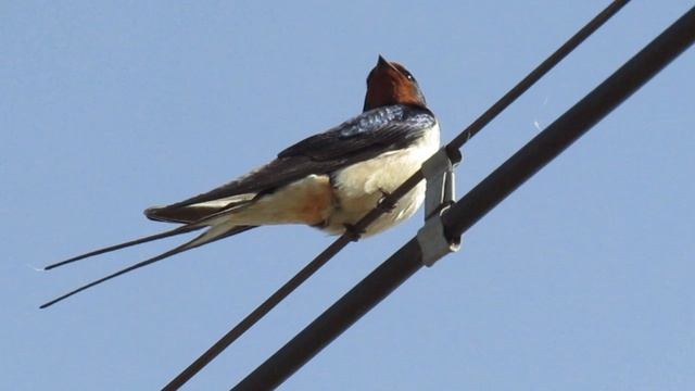 Деревенская ласточка, или ласточка-касатка (лат. Hirundo Rustica)