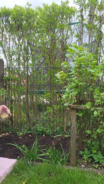 горох,посадка,огород,сад. смотреть онлайн