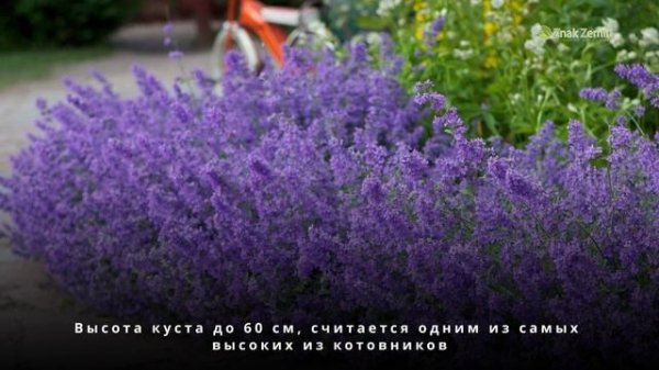 Котовник Фассена Six Hil s Giant