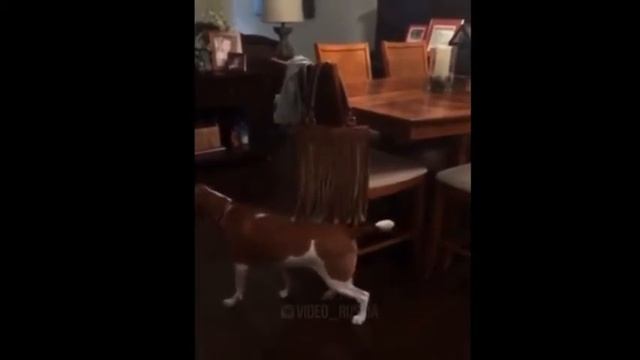СПОРИМ ЗАСМЕЕШЬСЯ!!! лучшие приколы, 2017, вы такого еще не видели, до слез, топ приколы, смех, смотреть онлайн