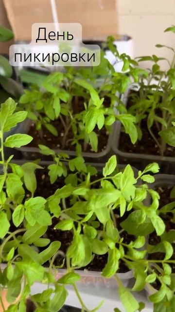 #томаты #перец #баклажан #рассада #рассадатоматов #рас? смотреть онлайн