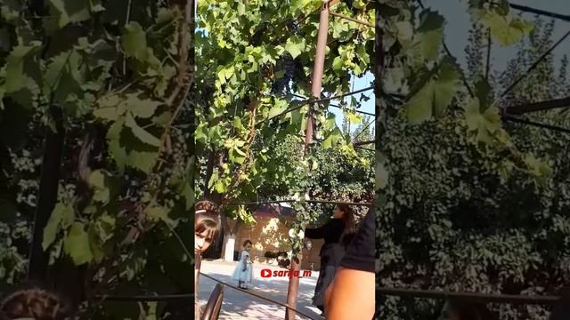 Даргинская песня. Муминат Курбанова