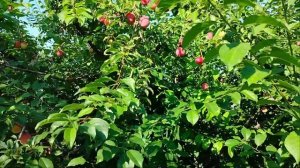 Алыча Злато Скифов и Кубанская Комета