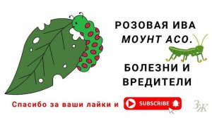 💗 Розовая Ива Маунт Асо / Дерево Верба с Розовыми Сере