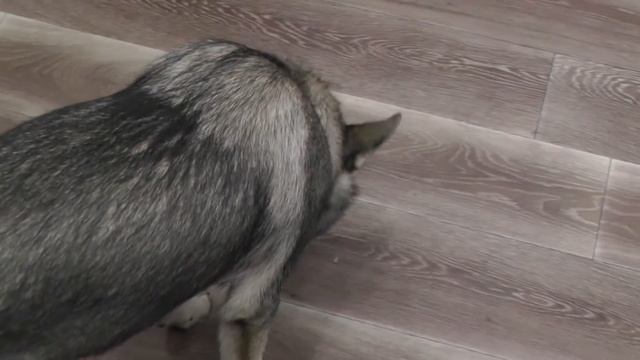 Пробуем новые вкусняшки