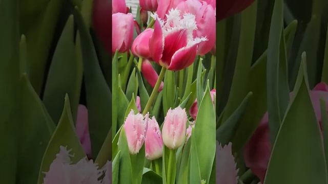 Весеннее настроение московский аптечный огород нам у? смотреть онлайн